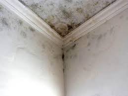 Best Forensic Mold Investigation  in West Long Branch, NJ